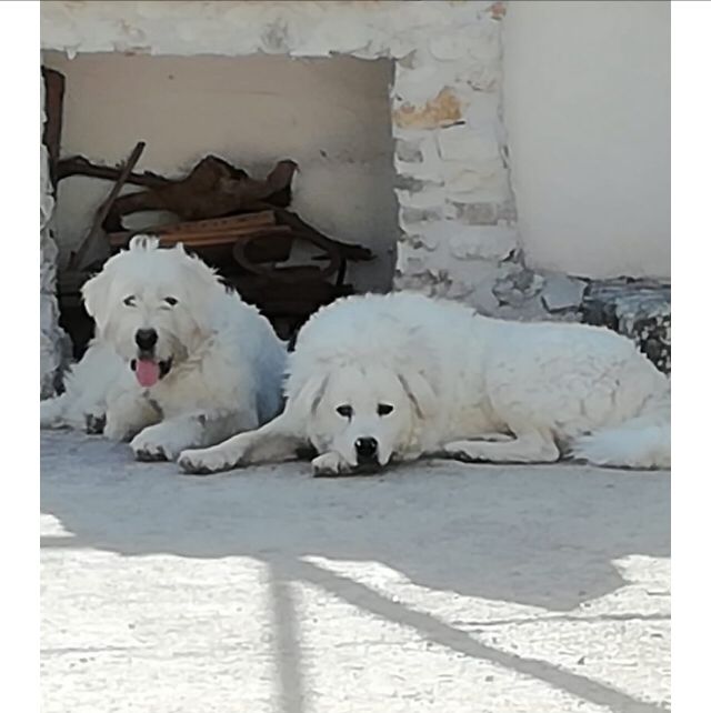 SOS 4 ZAMPE. Avella, si sono smarriti due cani di grossa taglia