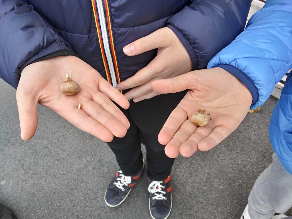 Avella Baiano Saviano Sperone. Progetto formativo d’Interscuola per la cultura della vita. Piazzale del “Giovanni XXIII”, ragazze e ragazzi piantano i bulbi del crocus. Avella Baiano Saviano Sperone. Progetto formativo d’Interscuola per la cultura della vita. Piazzale del “Giovanni XXIII”, ragazze e ragazzi piantano i bulbi del crocus.