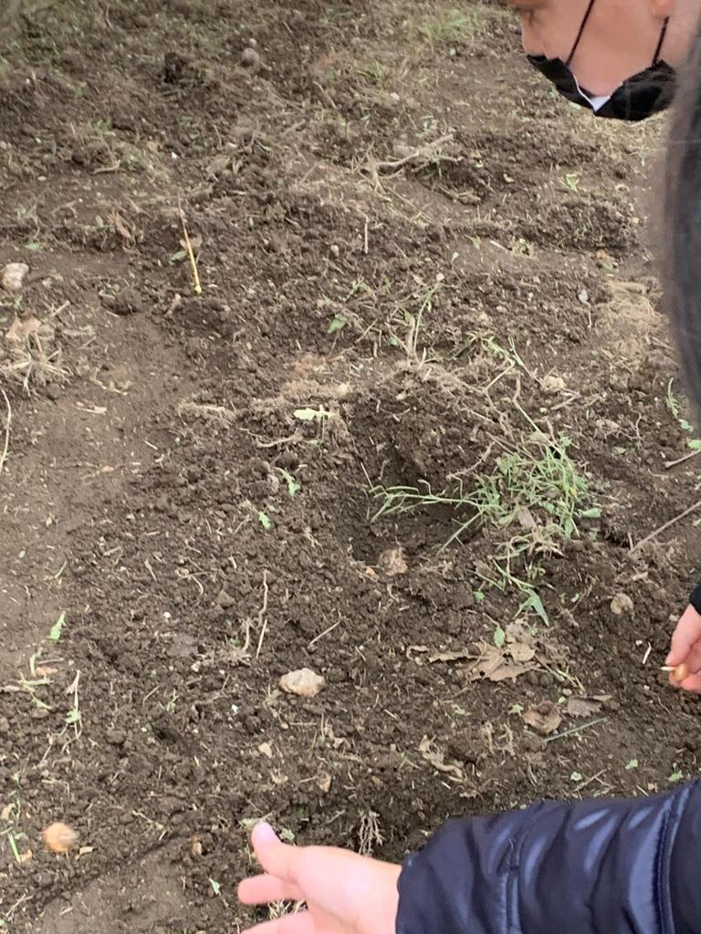 Avella Baiano Saviano Sperone. Progetto formativo d’Interscuola per la cultura della vita. Piazzale del “Giovanni XXIII”, ragazze e ragazzi piantano i bulbi del crocus. Avella Baiano Saviano Sperone. Progetto formativo d’Interscuola per la cultura della vita. Piazzale del “Giovanni XXIII”, ragazze e ragazzi piantano i bulbi del crocus.