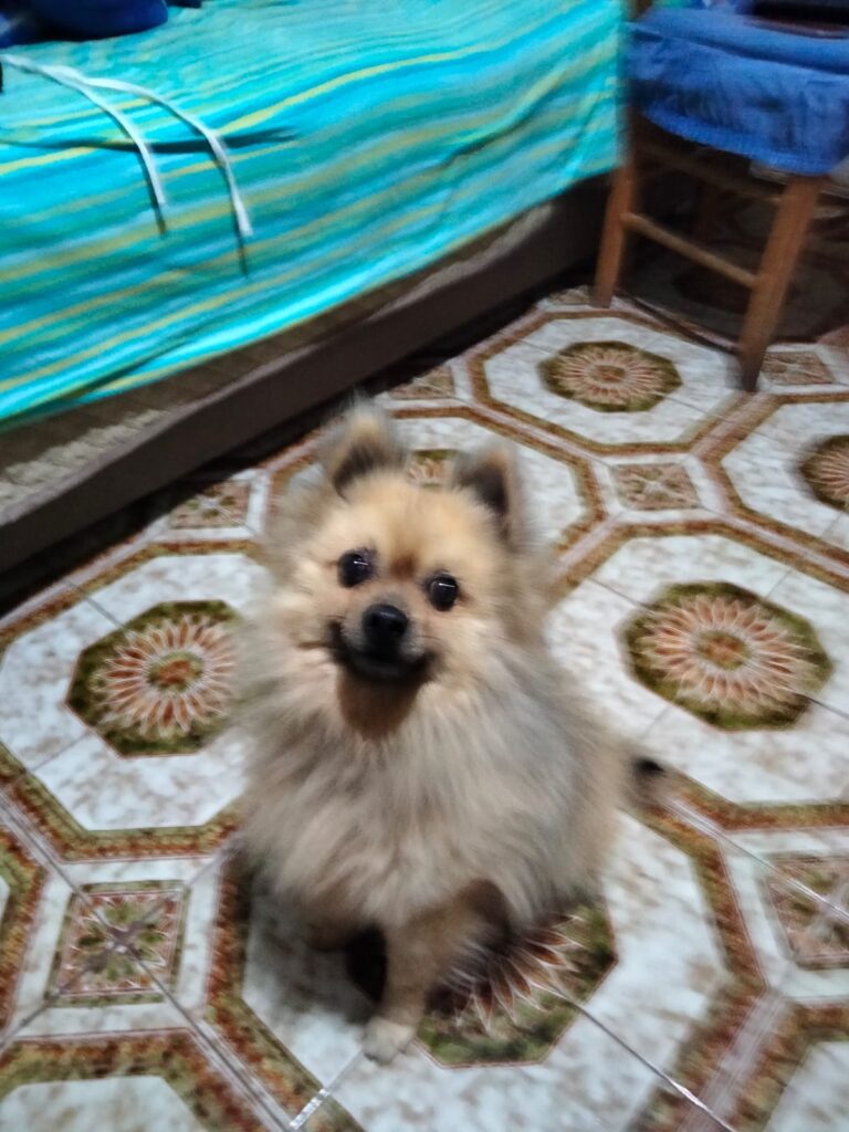 SOS 4 ZAMPE. Baiano, cagnolino smarrito cerca padroni