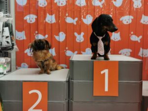Casamarciano. Qua la zampa: il bassotto Pablo vince il primo premio del contest promosso dal Pet Store