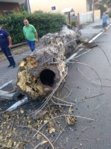 BAIANO. Salviamo i platani di via Nazionale delle Puglie. All’Incontro,  si apre domenica la campagna per la petizione popolare