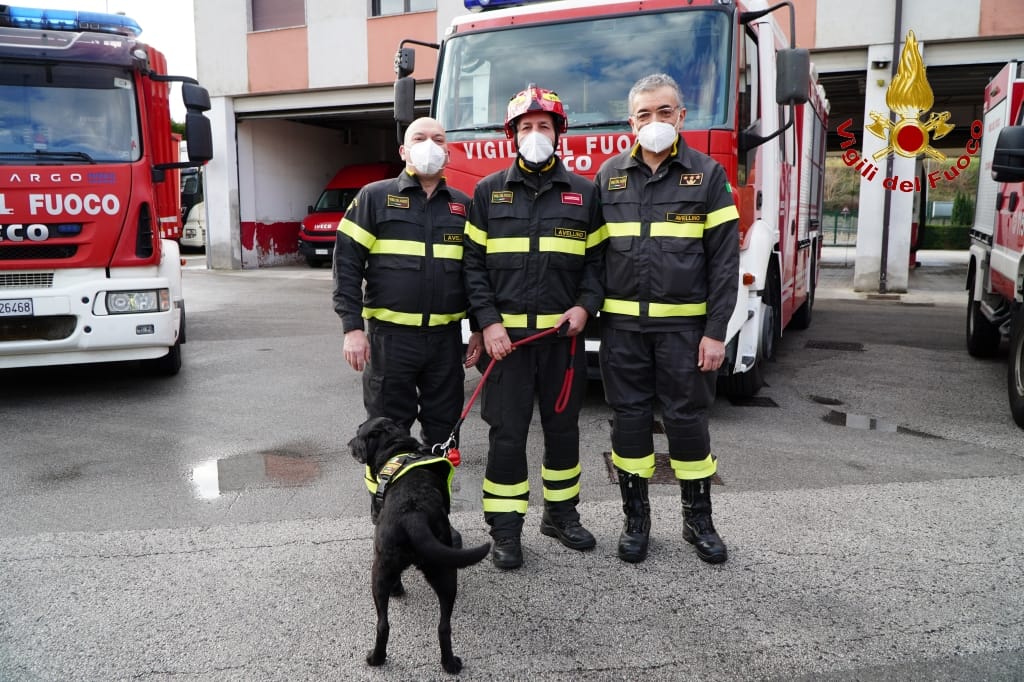 AVELLINO. Va in pensione Sasha, il cane Pompiere del nucleo cinofilo di Avellino. AVELLINO. Va in pensione Sasha, il cane Pompiere del nucleo cinofilo di Avellino.