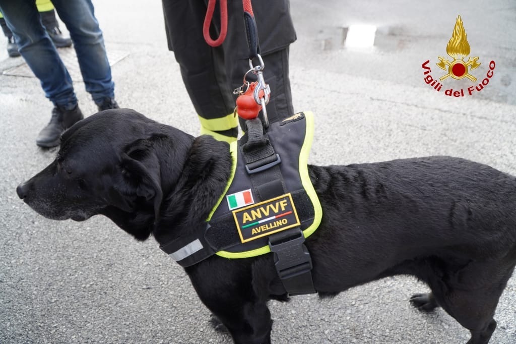 AVELLINO. Va in pensione Sasha, il cane Pompiere del nucleo cinofilo di Avellino. AVELLINO. Va in pensione Sasha, il cane Pompiere del nucleo cinofilo di Avellino.