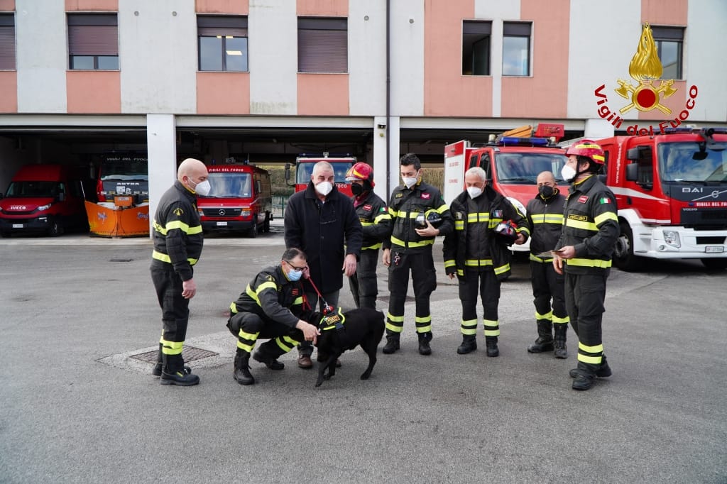 AVELLINO. Va in pensione Sasha, il cane Pompiere del nucleo cinofilo di Avellino. AVELLINO. Va in pensione Sasha, il cane Pompiere del nucleo cinofilo di Avellino.