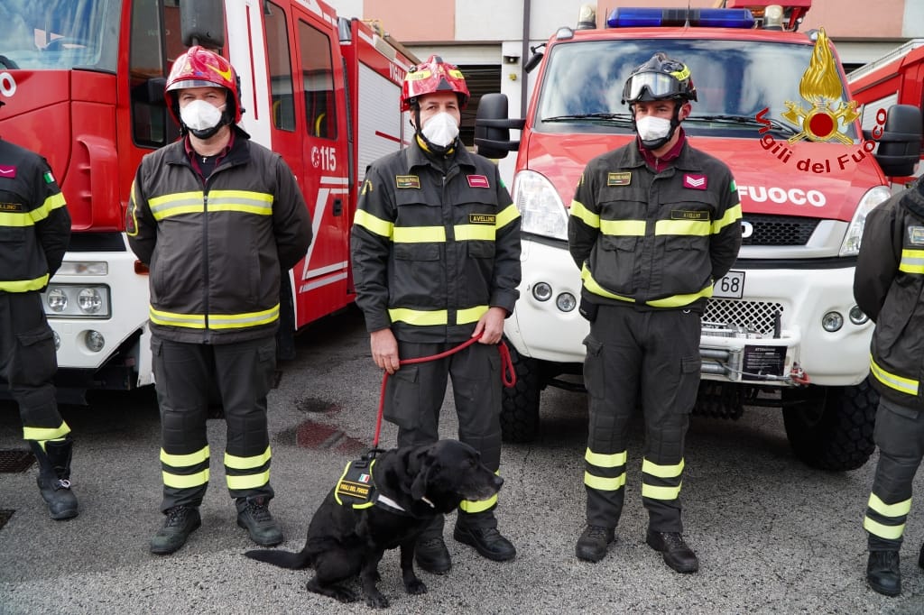 AVELLINO. Va in pensione Sasha, il cane Pompiere del nucleo cinofilo di Avellino. AVELLINO. Va in pensione Sasha, il cane Pompiere del nucleo cinofilo di Avellino.