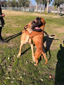 Concluso il  Corso Enci per addestratore cinofilo presso il Dogland di San Felice a Cancello. Ecco chi sono i nuovi addestratori
