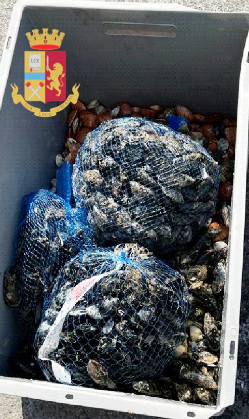 NAPOLI. San Pietro a Patierno e Secondigliano: sanzionate due pescherie e sequestrati 65kg di molluschi. NAPOLI. San Pietro a Patierno e Secondigliano: sanzionate due pescherie e sequestrati 65kg di molluschi.