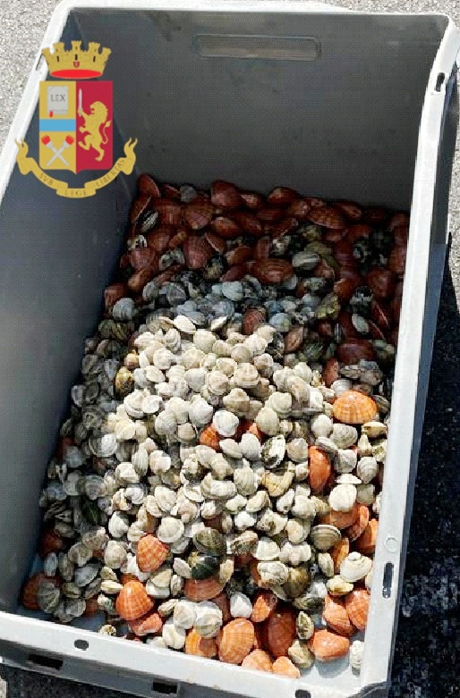 NAPOLI. San Pietro a Patierno e Secondigliano: sanzionate due pescherie e sequestrati 65kg di molluschi. NAPOLI. San Pietro a Patierno e Secondigliano: sanzionate due pescherie e sequestrati 65kg di molluschi.