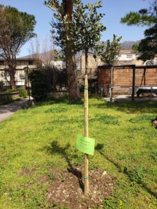 BAIANO (AV). E’ primavera: la Villa Comunale si veste a festa.