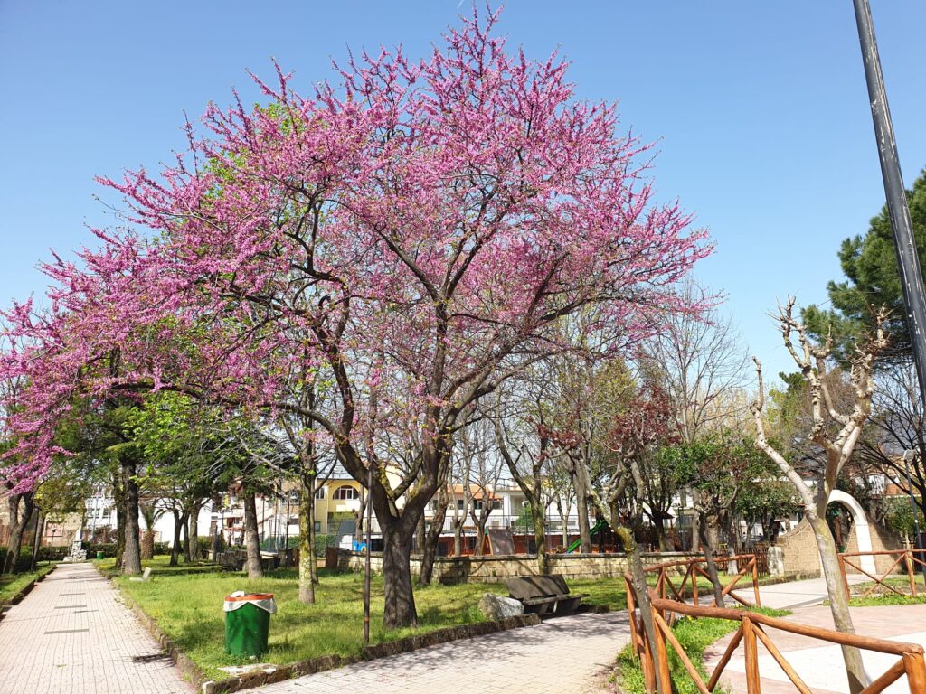 BAIANO (AV). E’ primavera: la Villa Comunale si veste a festa.
