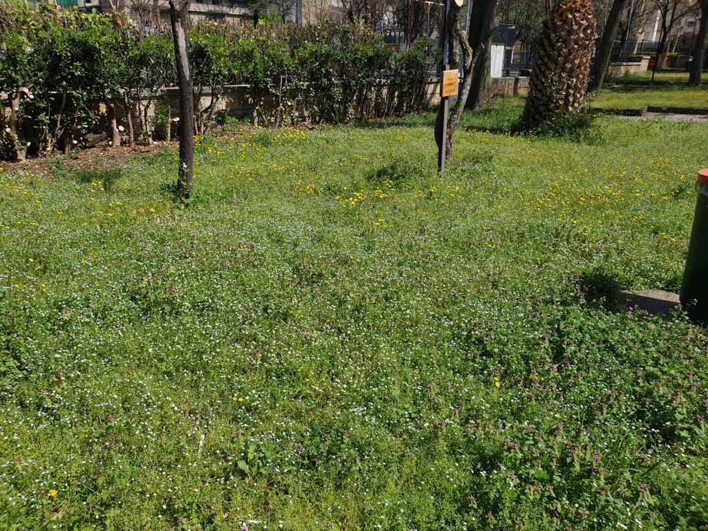 BAIANO (AV). E’ primavera: la Villa Comunale si veste a festa.