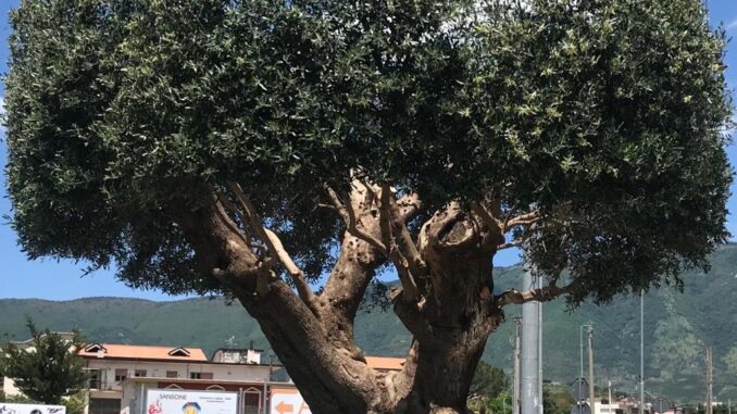 889fa1fd-91df-4176-8a31-e63cfe39b9c8