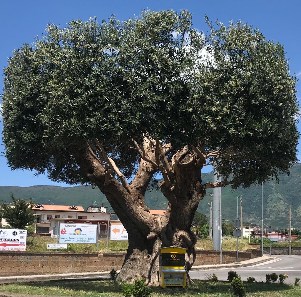 AVELLA. Unarnia allingresso della cittadina archeologica. Liniziativa rientra nel progetto di apicoltura urbana AVELLA. Unarnia allingresso della cittadina archeologica. Liniziativa rientra nel progetto di apicoltura urbana