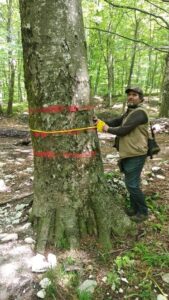 Ambiente e vivibilità. I Grandi patriarchi del Parco regionale del Partenio \  Scatta il Censimento dei simboli storici  del patrimonio naturalistico del territorio