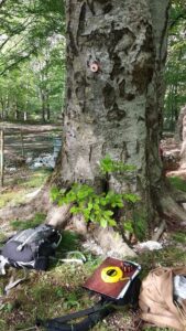 Ambiente e vivibilità. I Grandi patriarchi del Parco regionale del Partenio \  Scatta il Censimento dei simboli storici  del patrimonio naturalistico del territorio