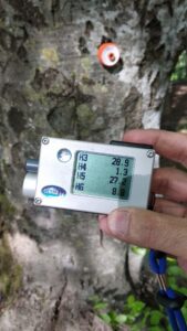 Ambiente e vivibilità. I Grandi patriarchi del Parco regionale del Partenio \  Scatta il Censimento dei simboli storici  del patrimonio naturalistico del territorio