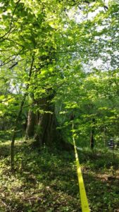 Ambiente e vivibilità. I Grandi patriarchi del Parco regionale del Partenio \  Scatta il Censimento dei simboli storici  del patrimonio naturalistico del territorio