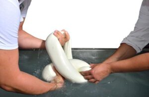 Domenica 22 maggio inaugura il nuovo caseificio Ponticorvo srl di Alvignano: un progetto sostenibile, digitale ed inclusivo