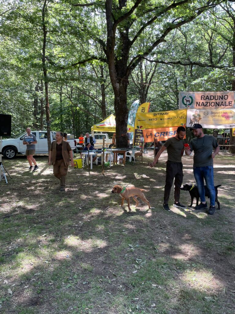 MUGNANO. XXII Raduno Nazionale per cani da seguita. Foto