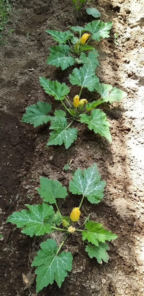 AVELLA. Mostra di Scienze e progetto Orto didattico per gli alunni dell’I.C. “Mons. P.Guerriero” la scuola non si ferma!!!