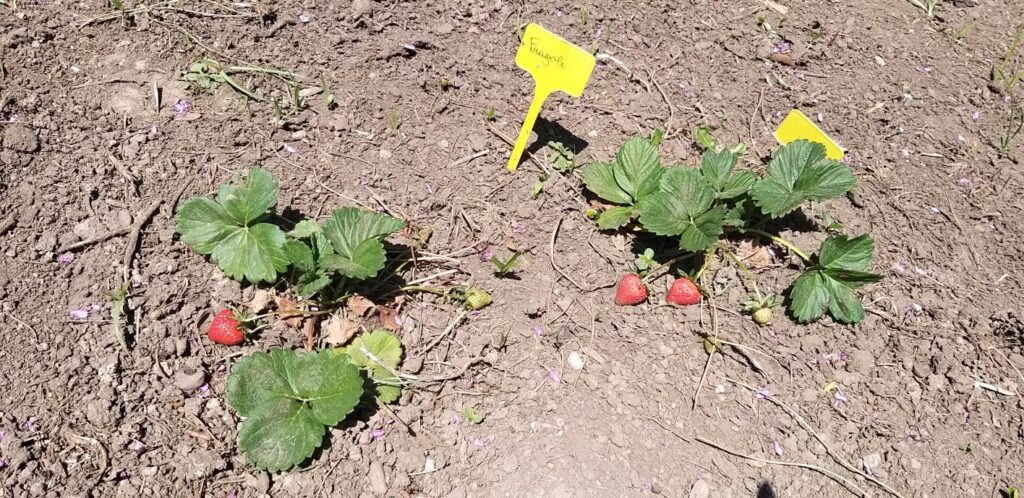 AVELLA. Mostra di Scienze e progetto Orto didattico per gli alunni dell’I.C. “Mons. P.Guerriero” la scuola non si ferma!!!