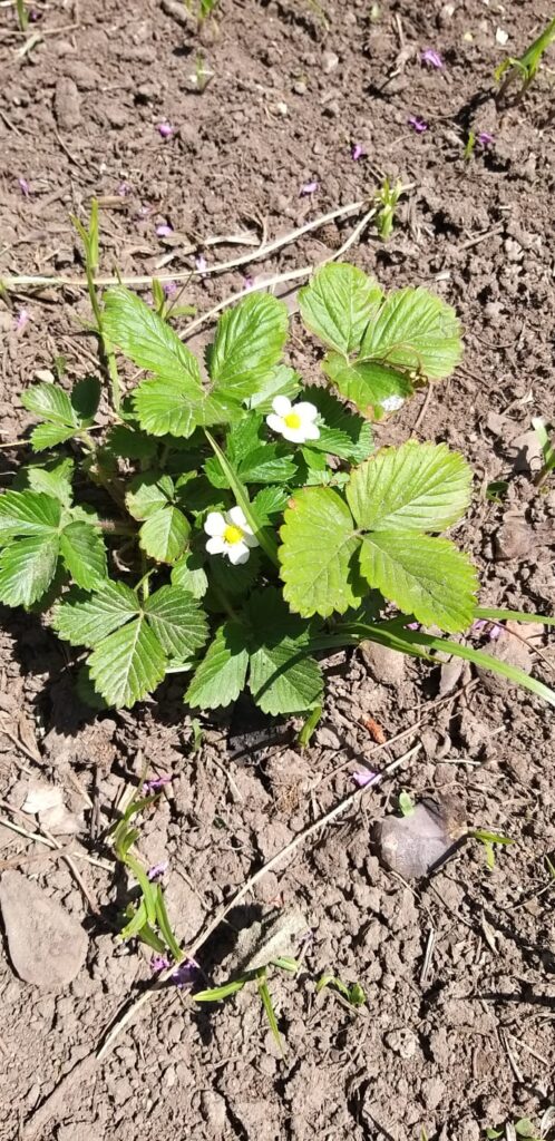 AVELLA. Mostra di Scienze e progetto Orto didattico per gli alunni dell’I.C. “Mons. P.Guerriero” la scuola non si ferma!!!
