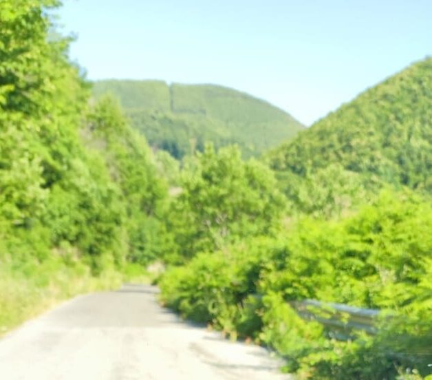 Forino (Av): Strada Provinciale ex SS 403 Forino Lauro. I Rovi minacciano lincolumità stradale di automobilisti e pedoni Forino (Av): Strada Provinciale ex SS 403 Forino Lauro. I Rovi minacciano lincolumità stradale di automobilisti e pedoni