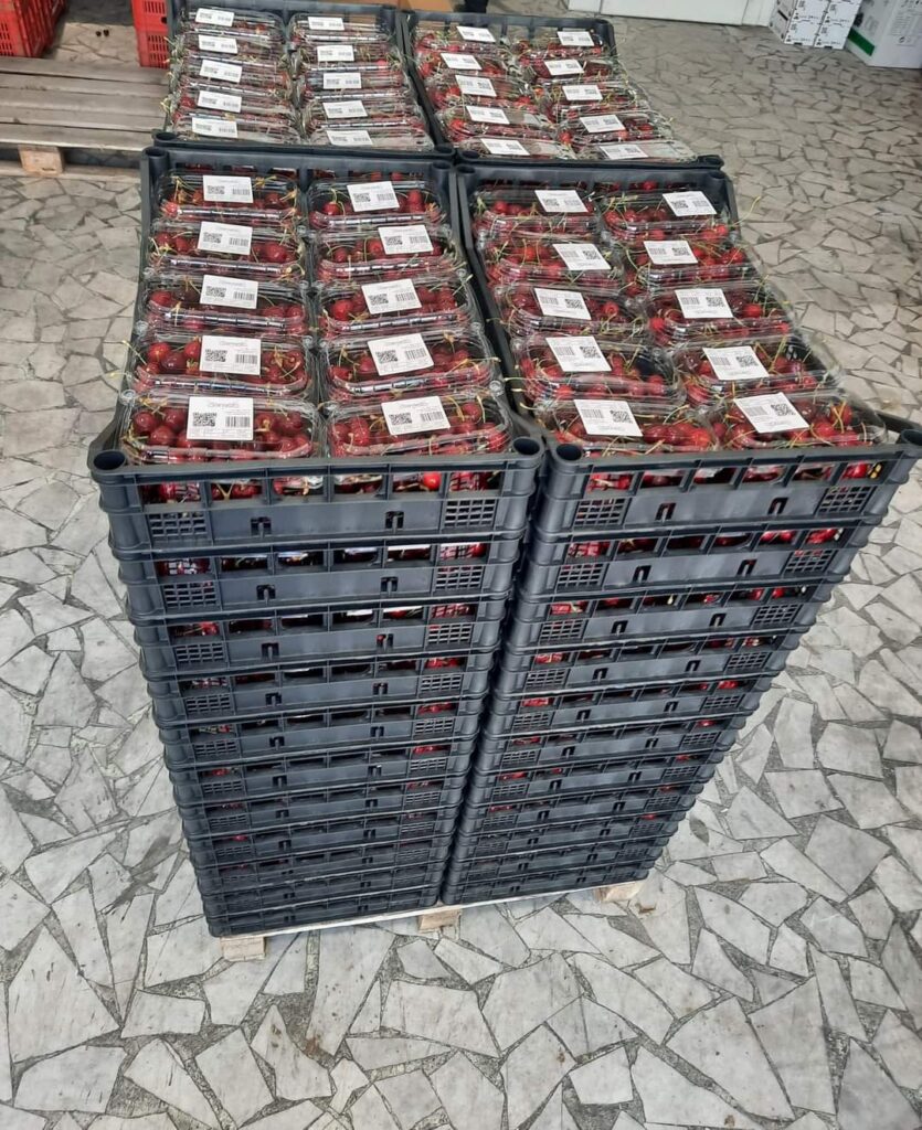 Forino (Av): Ciliegia BARON PICELLA, un marchio IGP presente su tantissimi mercati italiani grazie all Azienda Agricola De Maio