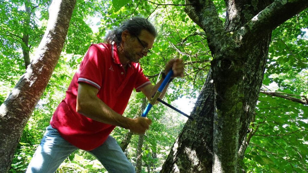 Parco del Partenio e Monti Avella. Obiettivi in sinergia, conservazione, tutela genetica e bio diversità:l’Ontano napoletano sotto osservazione del Consiglio nazionale delle ricerche