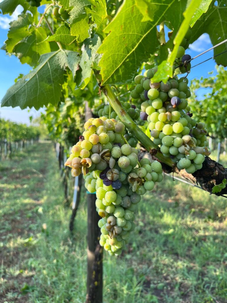 MALTEMPO: COLDIRETTI AVELLINO, GRANDINATA KILLER SU VIGNETI E ULIVETI