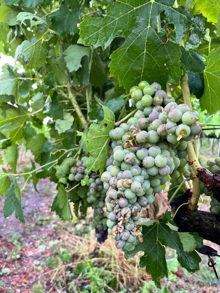 MALTEMPO: COLDIRETTI AVELLINO, GRANDINATA KILLER SU VIGNETI E ULIVETI