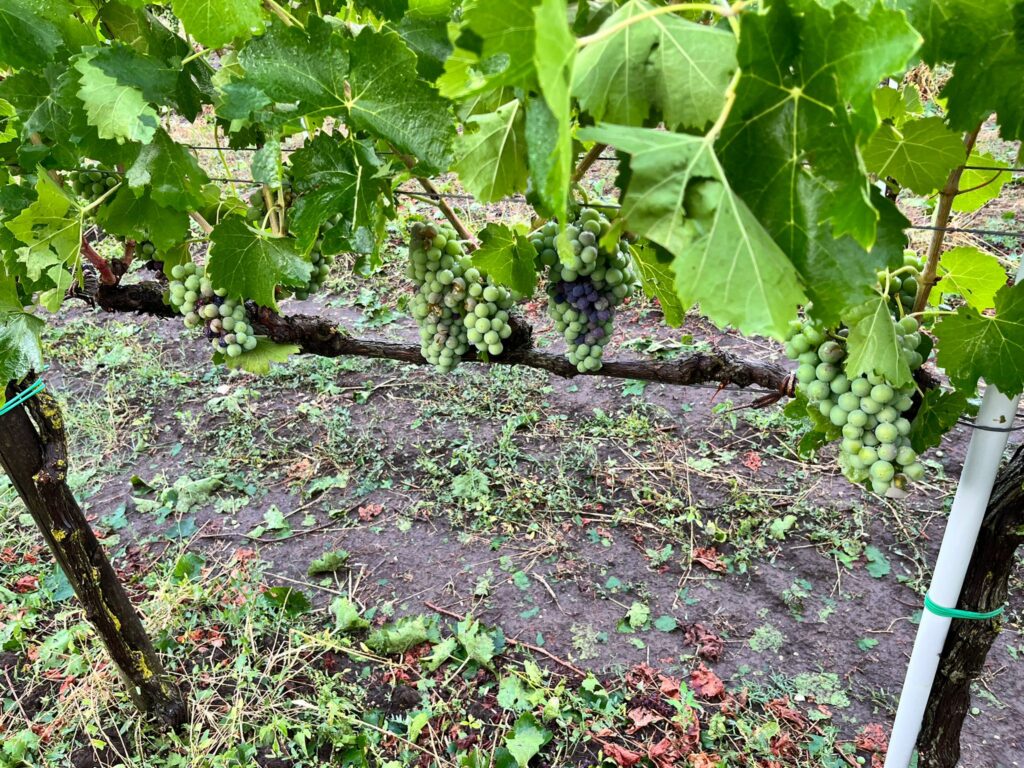 MALTEMPO: COLDIRETTI AVELLINO, GRANDINATA KILLER SU VIGNETI E ULIVETI