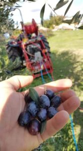 Olivicoltura irpina, gli Agronomi lanciano l’allarme: Produzione in calo per effetto delle condizioni climatiche