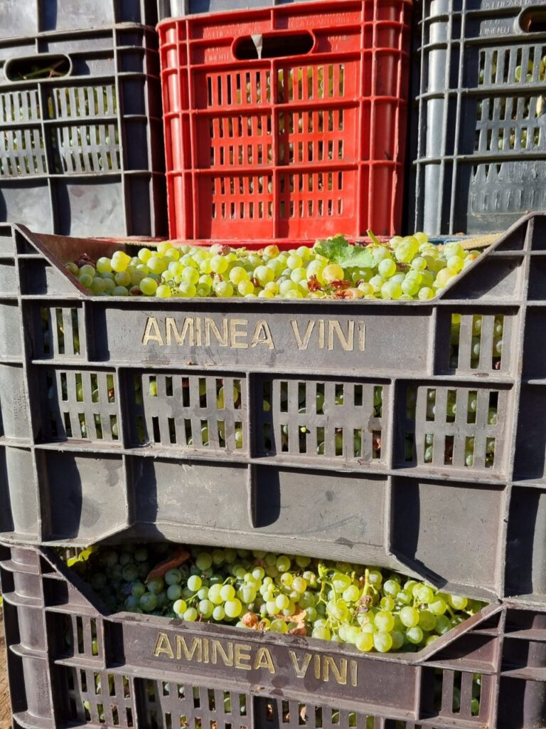 Aminea Winery dà il via ai wine tour in vendemmia Castelvetere sul Calore (AV)