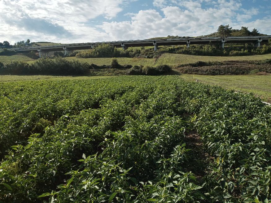 Flumeri, un’estate fra caldo torrido, siccità e forti temporali, gravi ripercussioni sull’agricoltura, nella valle Mulino Lagni. Flumeri, un’estate fra caldo torrido, siccità e forti temporali, gravi ripercussioni sull’agricoltura, nella valle Mulino Lagni.