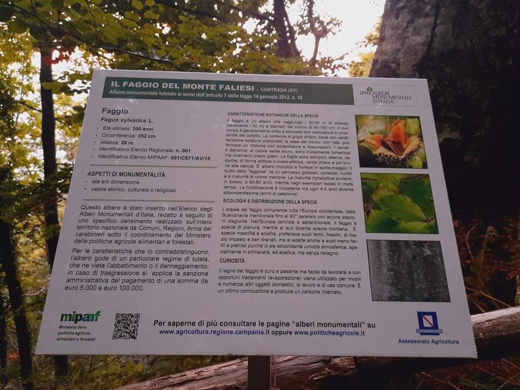 Contrada (Av): Ecco il riconoscimento di due Alberi Monumentali da parte della Regione Campania per il Comune alle falde del Monte Faliesi Contrada (Av): Ecco il riconoscimento di due Alberi Monumentali da parte della Regione Campania per il Comune alle falde del Monte Faliesi