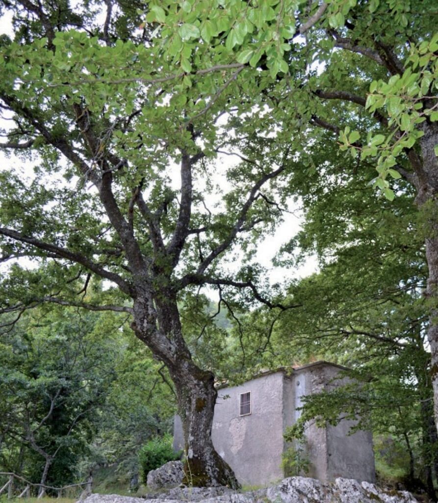 Contrada (Av): Ecco il riconoscimento di due Alberi Monumentali da parte della Regione Campania per il Comune alle falde del Monte Faliesi Contrada (Av): Ecco il riconoscimento di due Alberi Monumentali da parte della Regione Campania per il Comune alle falde del Monte Faliesi