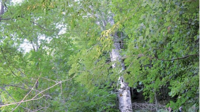 70bc004c-4d8f-4ac3-898d-9cf17c2caaec