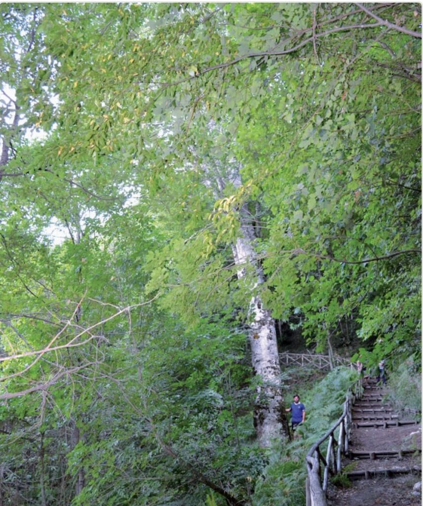 Contrada (Av): Ecco il riconoscimento di due Alberi Monumentali da parte della Regione Campania per il Comune alle falde del Monte Faliesi Contrada (Av): Ecco il riconoscimento di due Alberi Monumentali da parte della Regione Campania per il Comune alle falde del Monte Faliesi