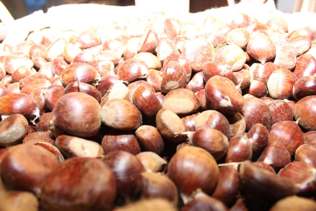 AVELLA. Le foto di un sabato di festa girando per la sagra della Castagna e della nocciola