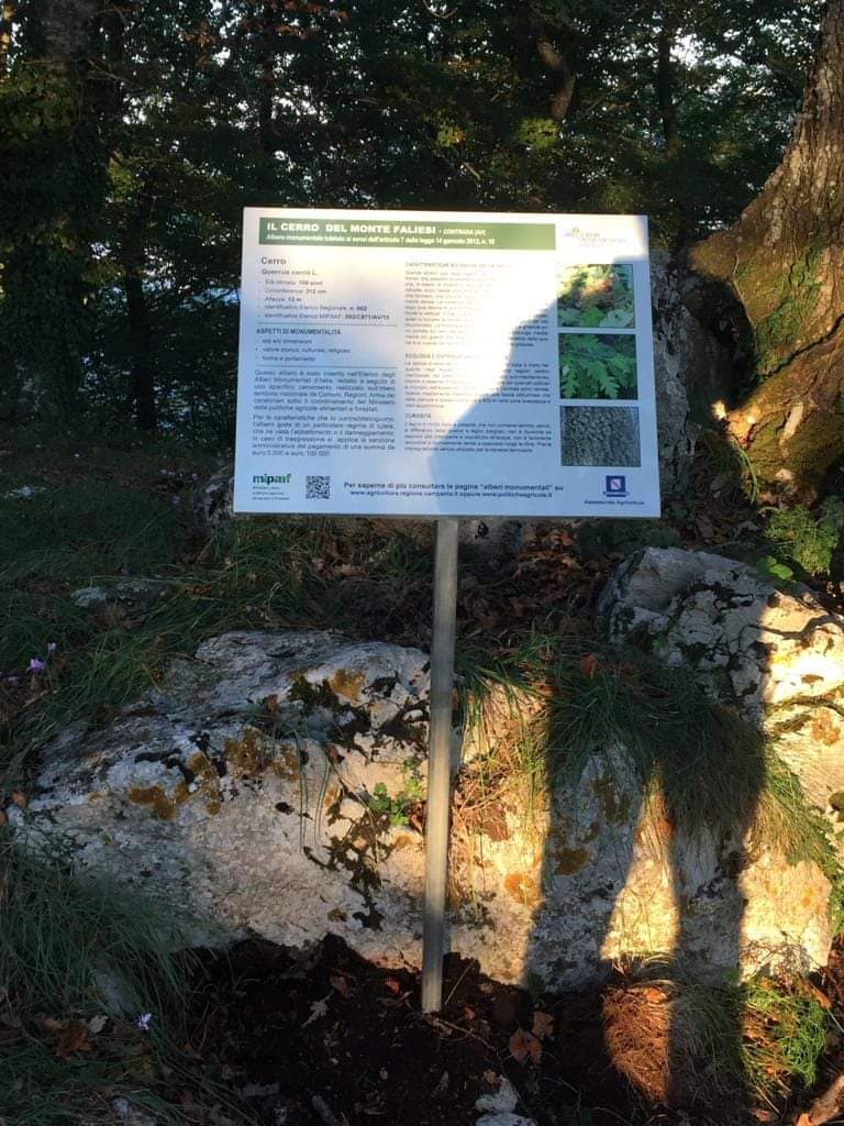 Contrada (Av): Ecco il riconoscimento di due Alberi Monumentali da parte della Regione Campania per il Comune alle falde del Monte Faliesi Contrada (Av): Ecco il riconoscimento di due Alberi Monumentali da parte della Regione Campania per il Comune alle falde del Monte Faliesi