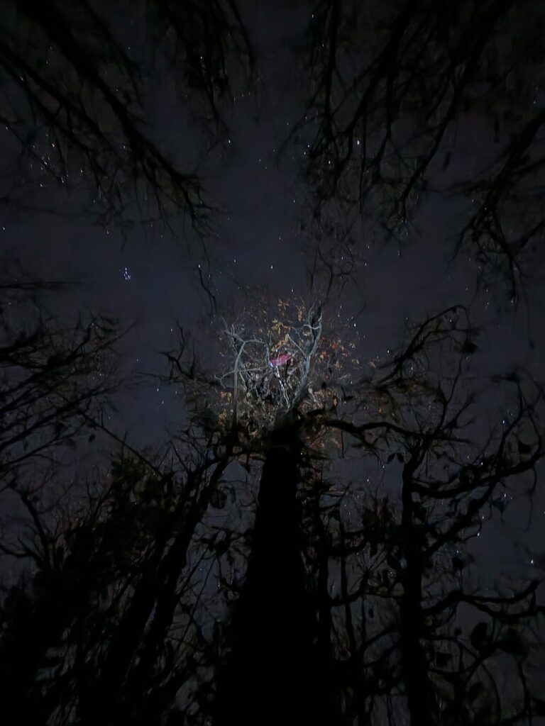 BAIANO. Tra 7 giorni il Maio ritorna protagonista. Le foto del maio a mezzanotte BAIANO. Tra 7 giorni il Maio ritorna protagonista. Le foto del maio a mezzanotte