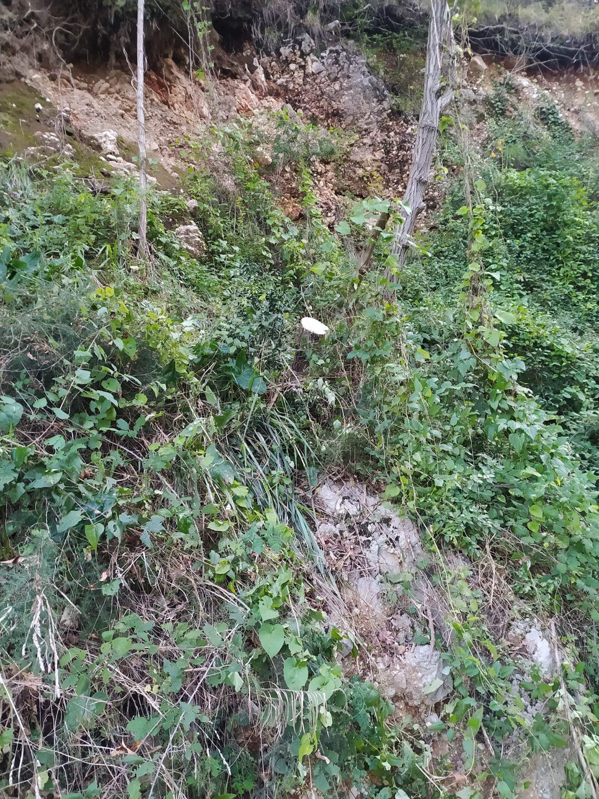 BAIANO. La denuncia: tagli abusivi nel bosco di Arciano BAIANO. La denuncia: tagli abusivi nel bosco di Arciano