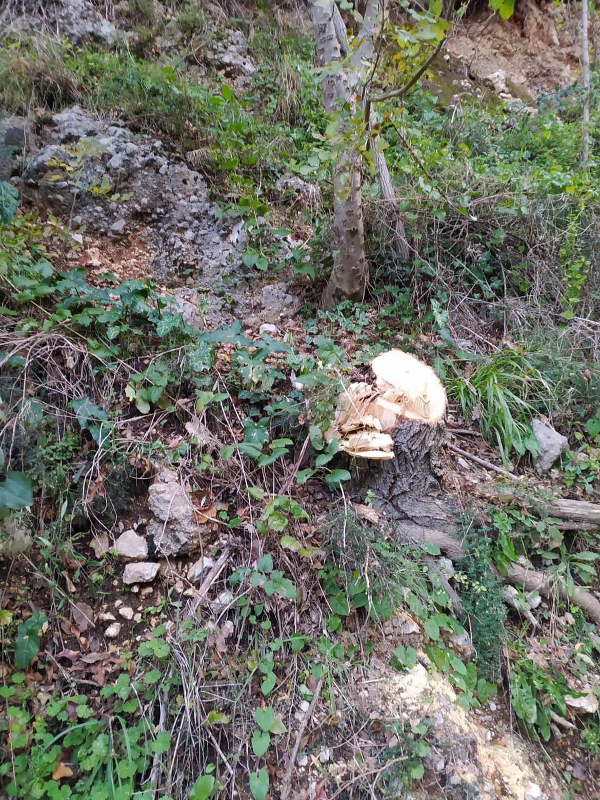 BAIANO. La denuncia: tagli abusivi nel bosco di Arciano BAIANO. La denuncia: tagli abusivi nel bosco di Arciano