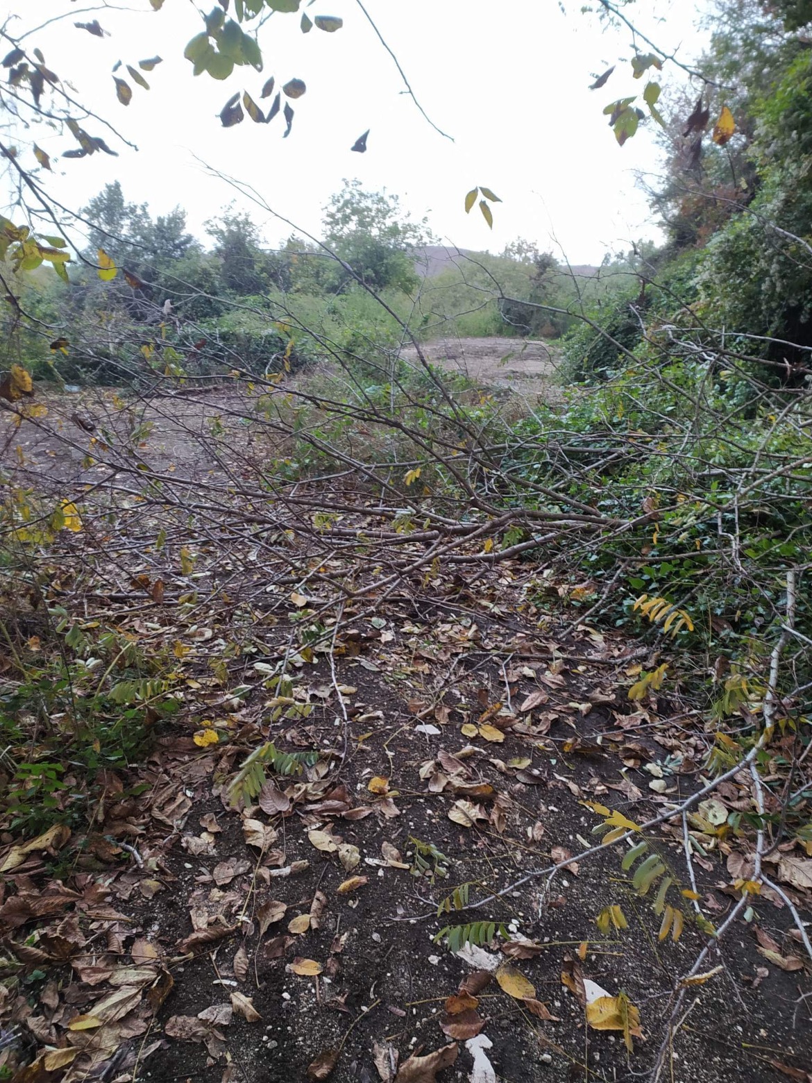BAIANO. La denuncia: tagli abusivi nel bosco di Arciano BAIANO. La denuncia: tagli abusivi nel bosco di Arciano