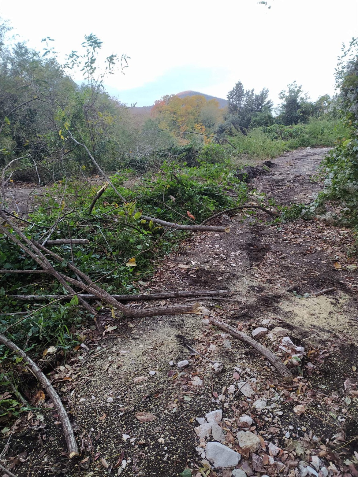 BAIANO. La denuncia: tagli abusivi nel bosco di Arciano BAIANO. La denuncia: tagli abusivi nel bosco di Arciano