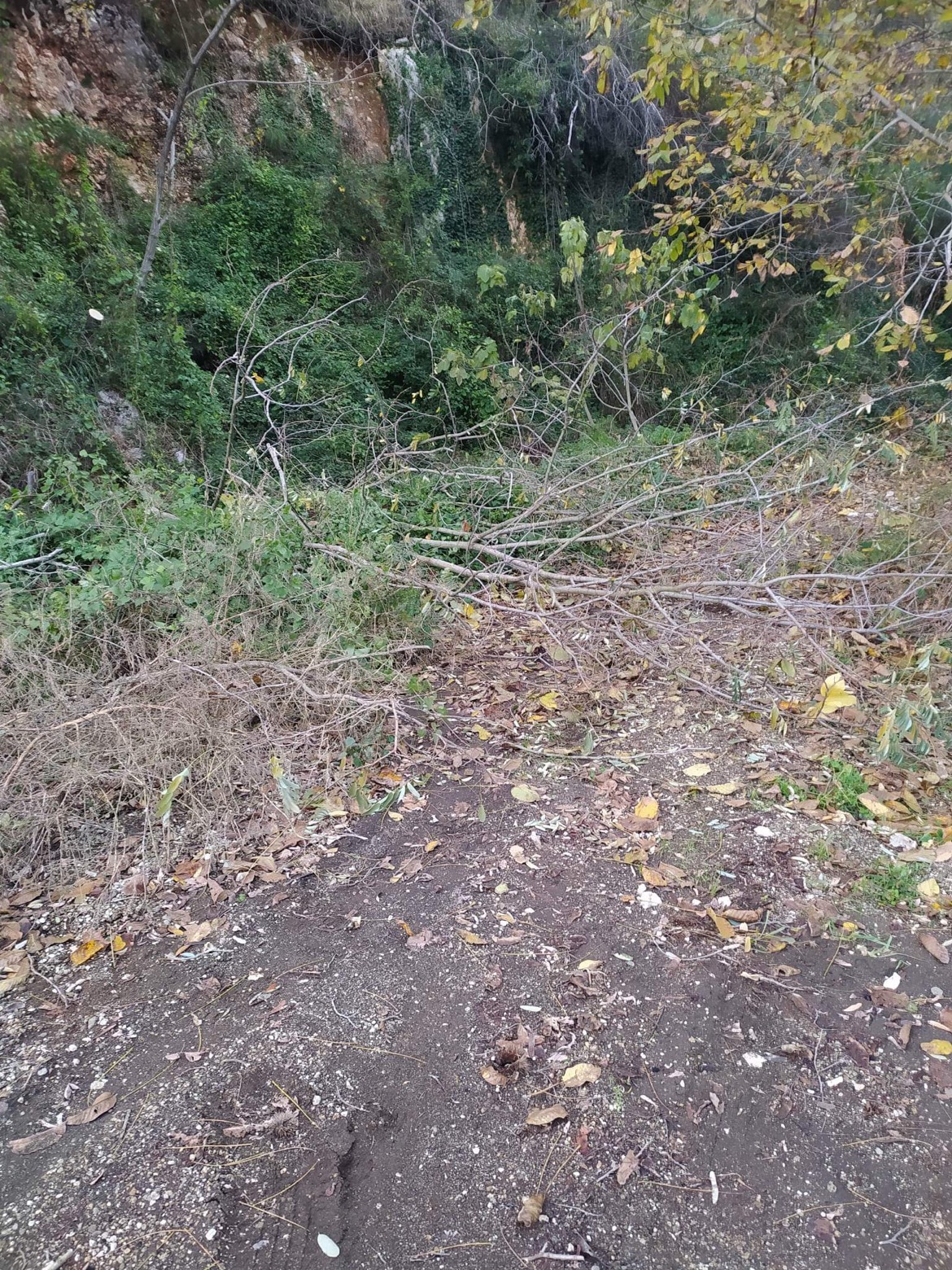 BAIANO. La denuncia: tagli abusivi nel bosco di Arciano BAIANO. La denuncia: tagli abusivi nel bosco di Arciano