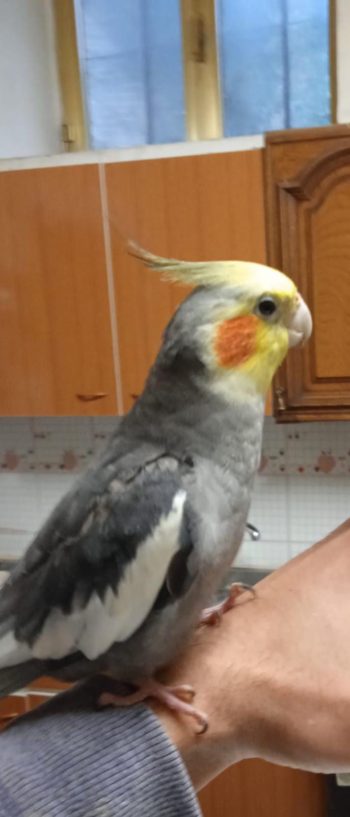 SOS 2 ZAMPE. BAIANO, è scomparso Ciro, pappagallo di 8 mesi. Aiutaci a ritrovarlo