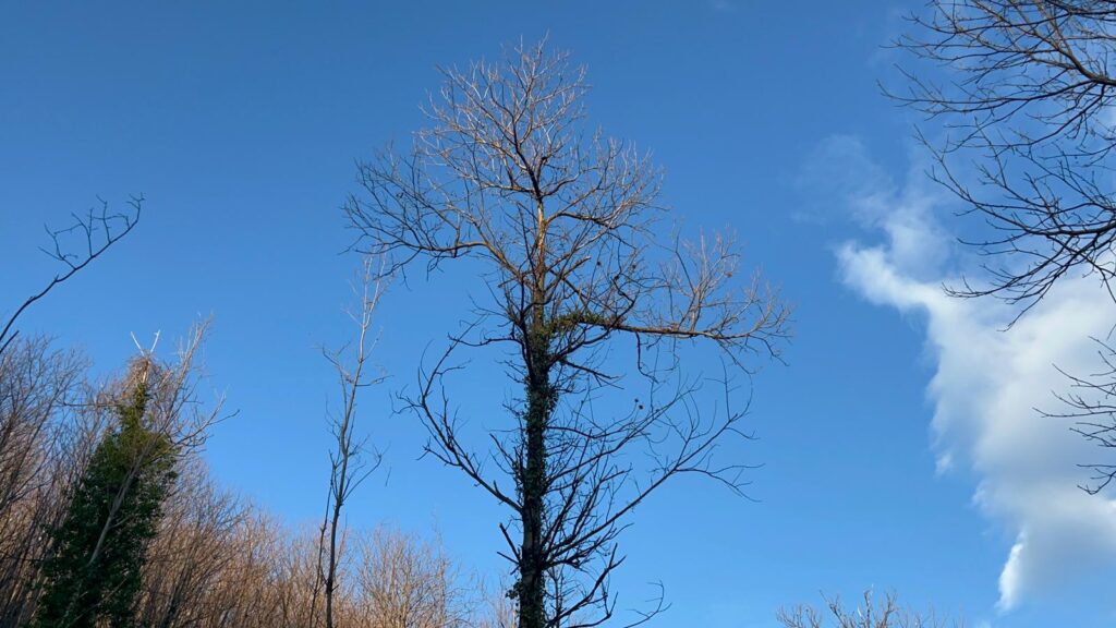 SPERONE. Il taglio del Maio di Sant’Elia. Le foto più belle di Francesco Piccolo